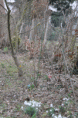 /album/un%20jardin%20%c3%a0%20chatou-bientot%21/dsc-0238-t10-gif/