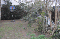 /album/un%20jardin%20%c3%a0%20chatou-bientot%21/dsc-0241-t10-gif/